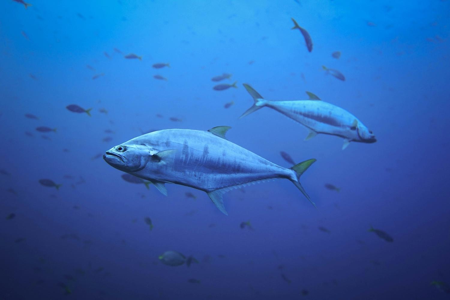 A school of yellowfin tuna — sustainable tuna fisheries